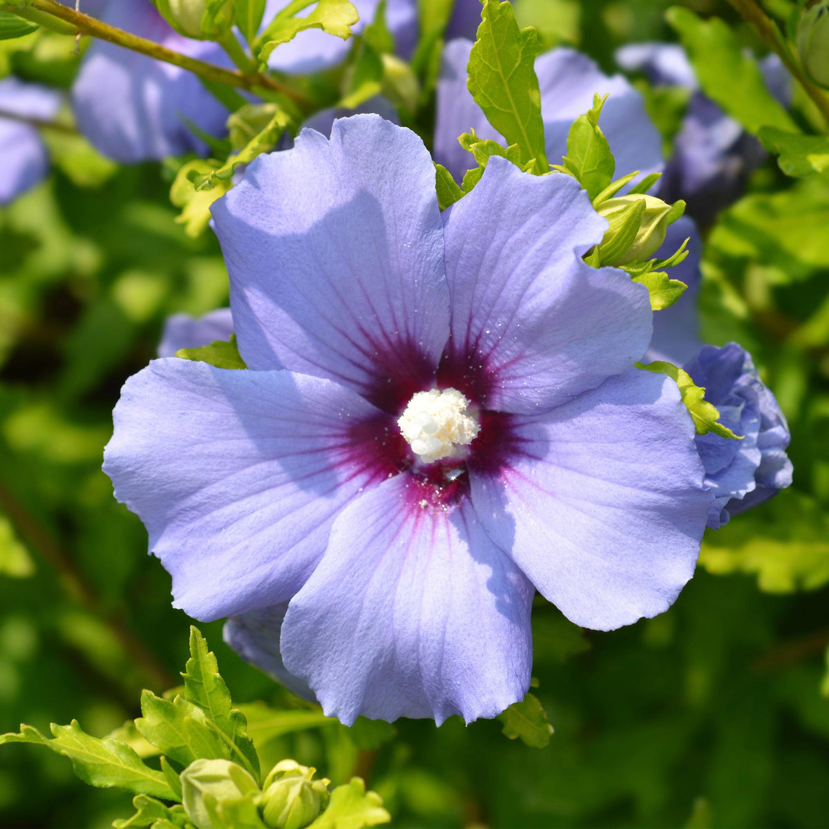 Hibiscus syriacus 'Oiseau Blue' (tropical hibiscus) – blue – Ø17 cm, 45 cm high – photo 5