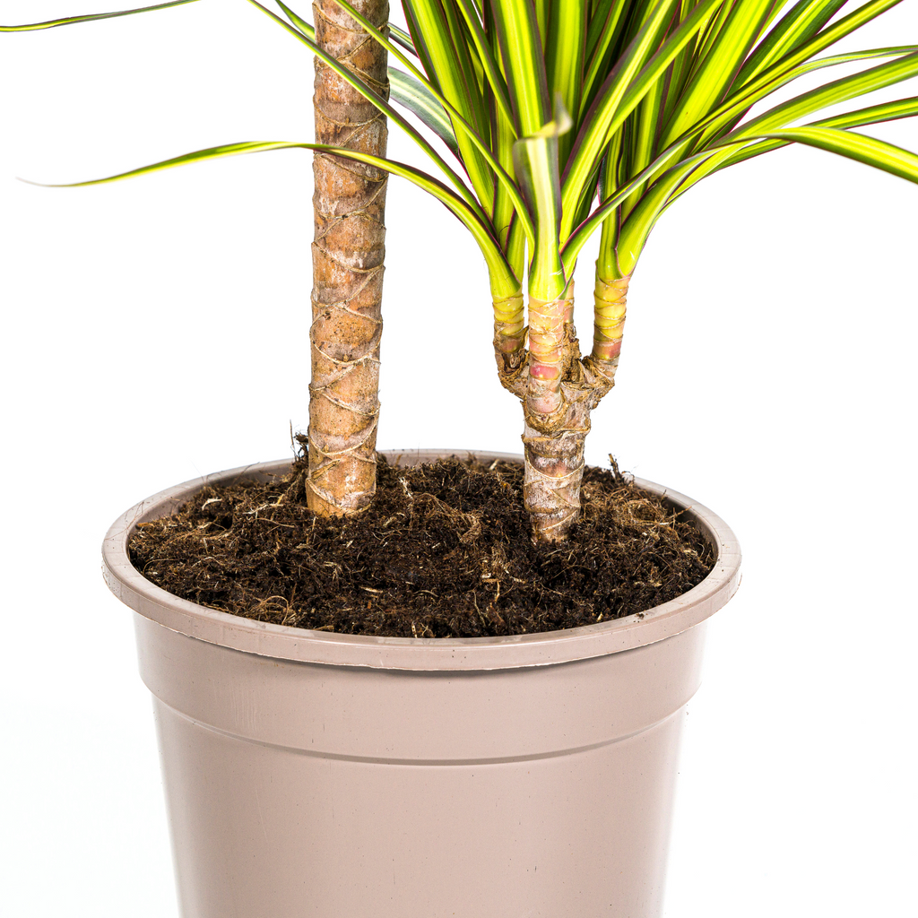 Dracaena marginata Sunray (dragetræ) – Ø19 cm, 80–100 cm høj