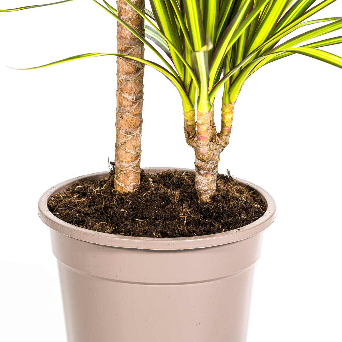 Dracaena marginata Sunray (drakenboom) – Ø19 cm, 80–100 cm hoog