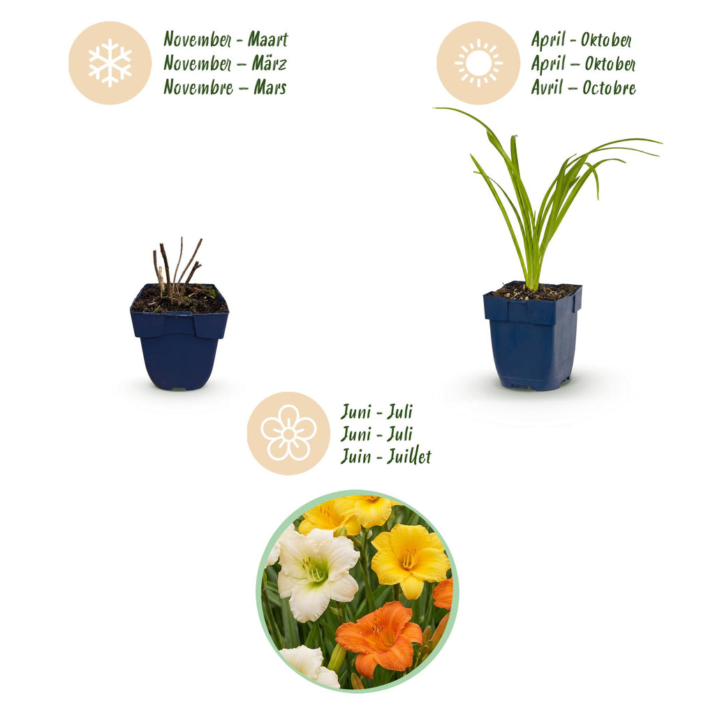Hemerocallis 'Tricolour' (lis des Indes) – crème-jaune-rouge – 6 plants, Ø11 cm, 15–25 cm de haut – photo 4