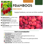 Raspberry (Rubus idaeus) organic – 6 plants, Ø13 cm, 20 cm high