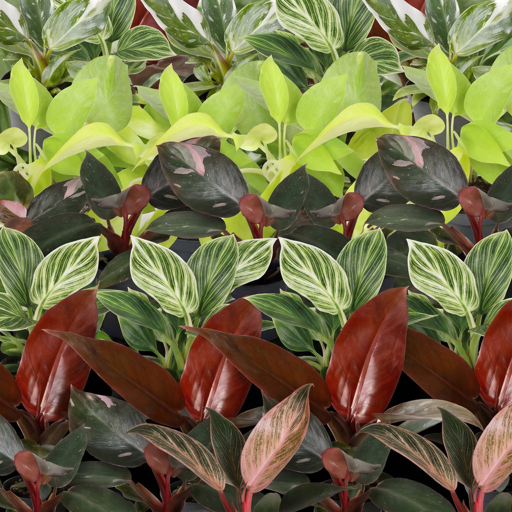 6× Philodendron nain en famille, y compris Linnea Olive – Ø 6 cm, 10 à 15 cm de haut – photo 4