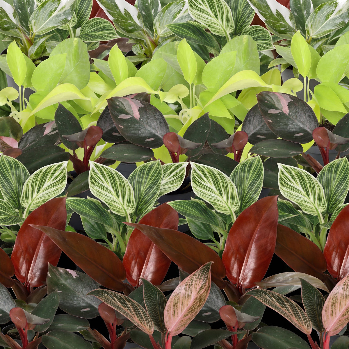 6× Baby Philodendron Family inkl. Linnea Olive – Ø6 cm, 10–15 cm hoch – Bild 4