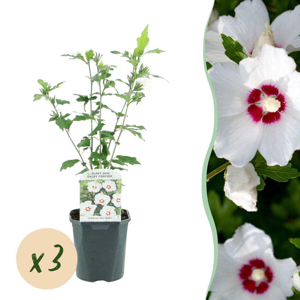 Hibiscus syriacus 'Red Heart' (hibiscus de jardin) – blanc-rouge – 3 plants, Ø17 cm, 45 cm de haut