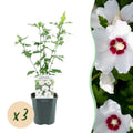Hibiscus syriacus 'Red Heart' (hibiscus de jardin) – blanc-rouge – 3 plants, Ø17 cm, 45 cm de haut