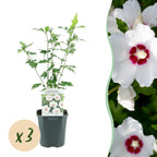 Hibiscus syriacus 'Red Heart' (hibiscus de jardin) – blanc-rouge – 3 plants, Ø17 cm, 45 cm de haut