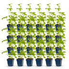 Delphinium 'Blue Bird' (Sch intentionssporn) – blau – 24 Pflanzen, Ø11 cm, 15–25 cm hoch