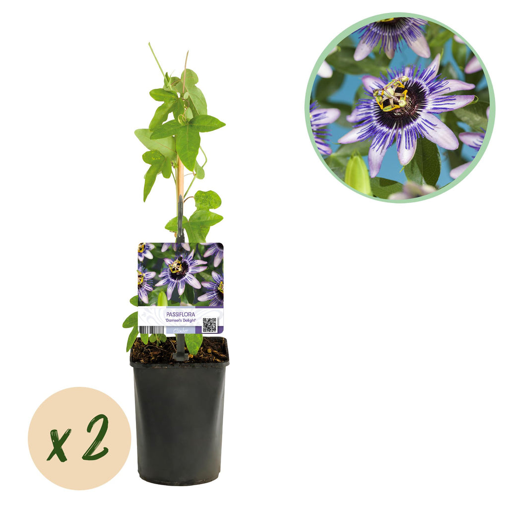 Passiflora 'Damsels Delight' (Passionsblume) – 2 Pflanzen, Ø 11 cm, 40 cm hoch