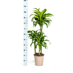 Dracaena Deremensis Dorado (drakenboom) – Ø21 cm, 100–120 cm hoog