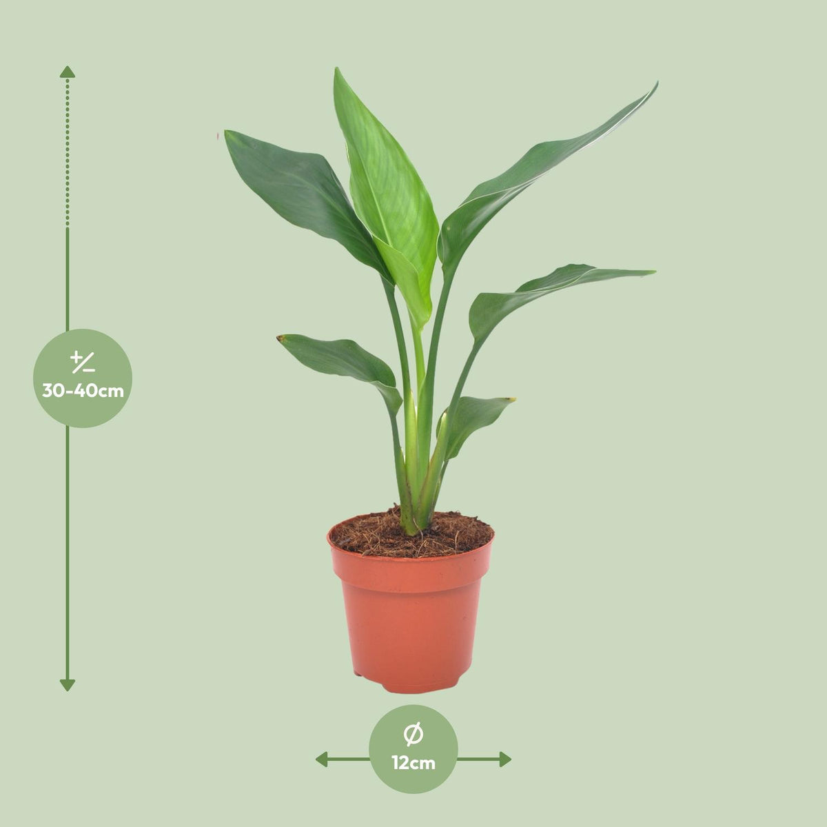 Strelitzia reginae (paradijsvogelbloem) – Ø12 cm, 40 cm hoog