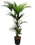Kentia (Howea) – Ø 21 cm, 120 cm hoch