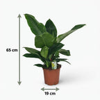 Philodendron Imperial Green – Ø19 cm, 65 cm high