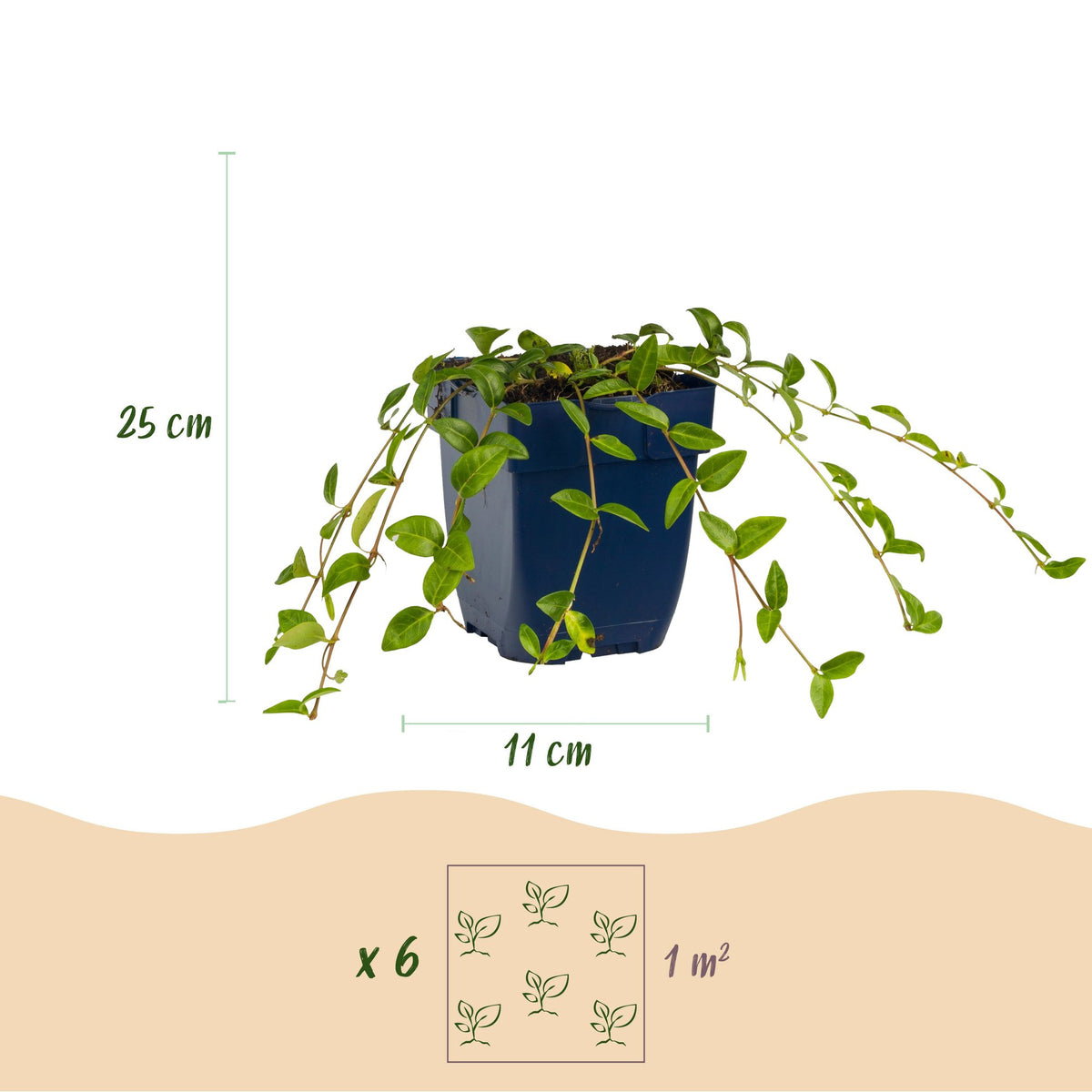 Vinca minor (pétrie) – bleu – 12 plants, Ø11 cm, 15–25 cm de haut – photo 3