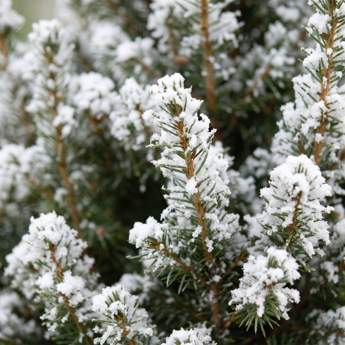 4× Picea glauca Conica (Weihnachtsbäumchen) im Zinktopf – Ø17 cm, 65 cm hoch – weiß