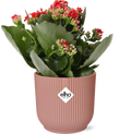 Kalanchoe Rosalina Don Justino Rouge (kalanchoé) dans pot décoratif Vibes Fold rose – 27 cm de haut
