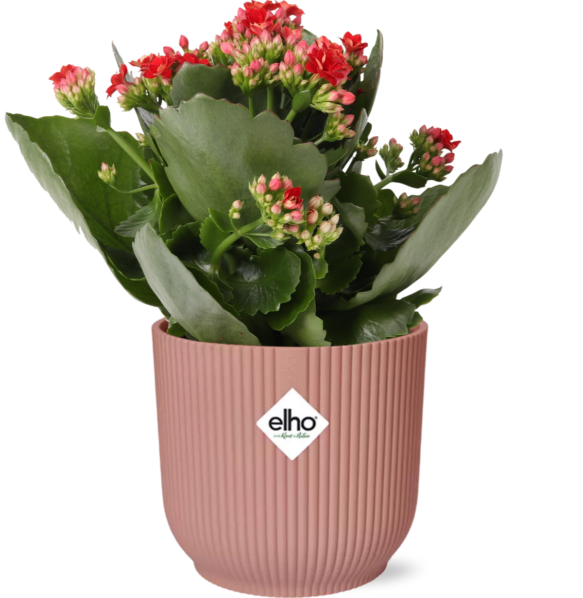 Kalanchoe Rosalina Don Justino Rouge (kalanchoé) dans pot décoratif Vibes Fold rose – 27 cm de haut