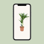Dracaena Janet Craig 30-15 (arbre dragonnier) – Ø17 cm, 60 cm de haut