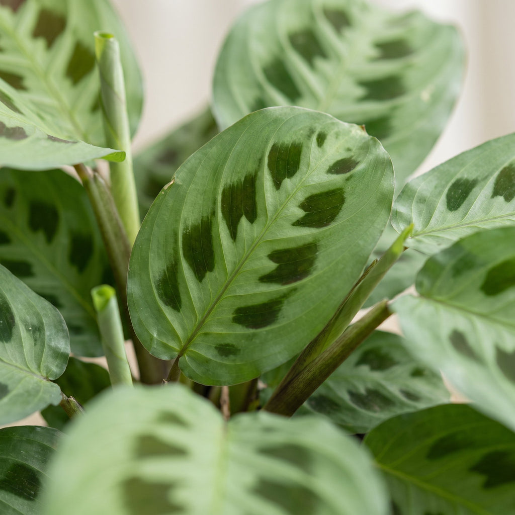 Maranta leu. 'Kerchoveana' (bedplant) – Ø6 cm, 12 cm høj