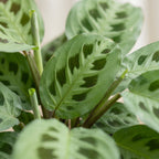 Maranta leu. 'Kerchoveana' (bedplant) – Ø6 cm, 12 cm høj