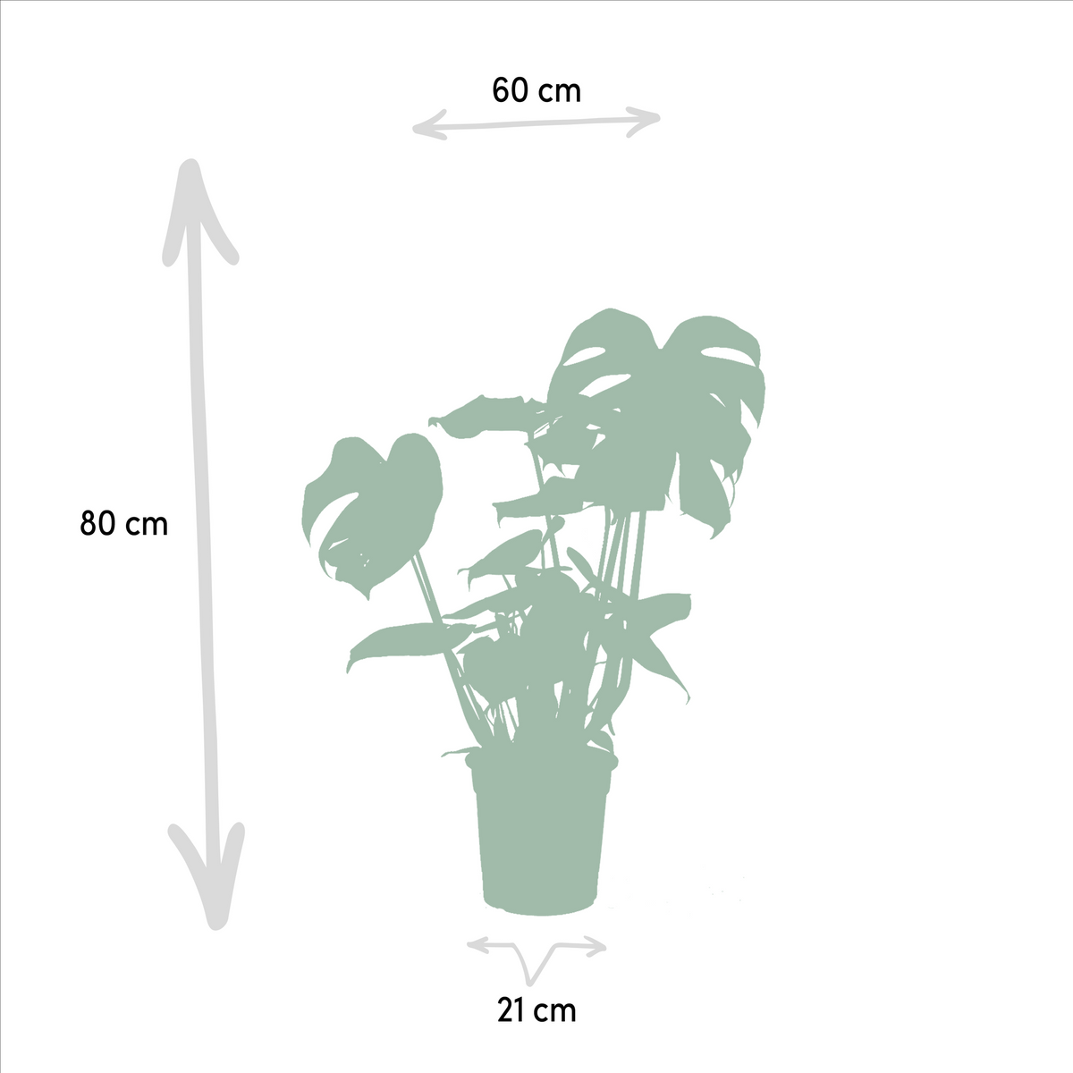 Strelitzia nicolai (Monstera) – Ø19 cm, 85 cm høj