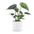Monstera deliciosa (plante percée) dans pot décoratif Potter blanc – Ø12 cm, 30 cm de haut