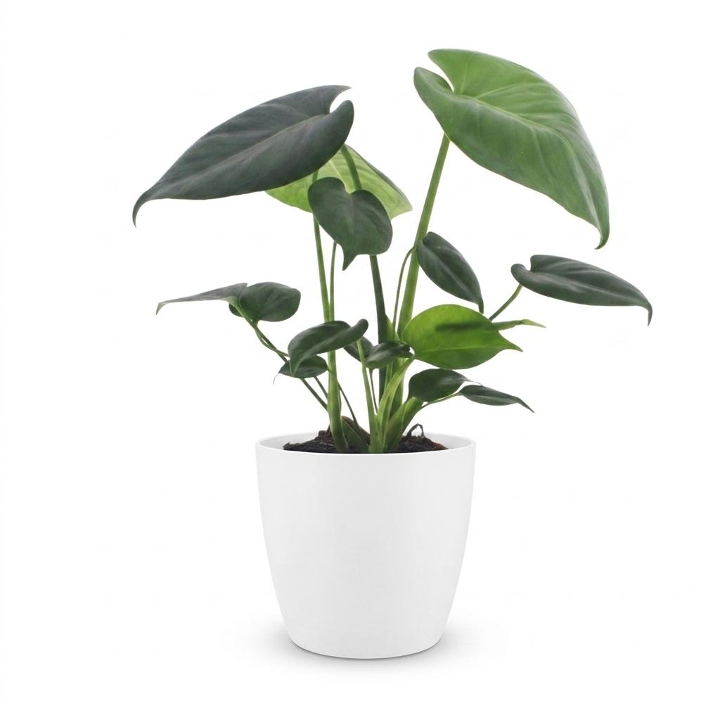 Monstera deliciosa (plante percée) dans pot décoratif Potter blanc – Ø12 cm, 30 cm de haut – photo 2