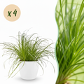 4× Cyperus alternifolius Zumula (jonc cyperus) en pot décoratif blanc – Ø12 cm, 20 cm de haut