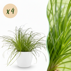 4× Cyperus alternifolius Zumula (jonc cyperus) en pot décoratif blanc – Ø12 cm, 20 cm de haut