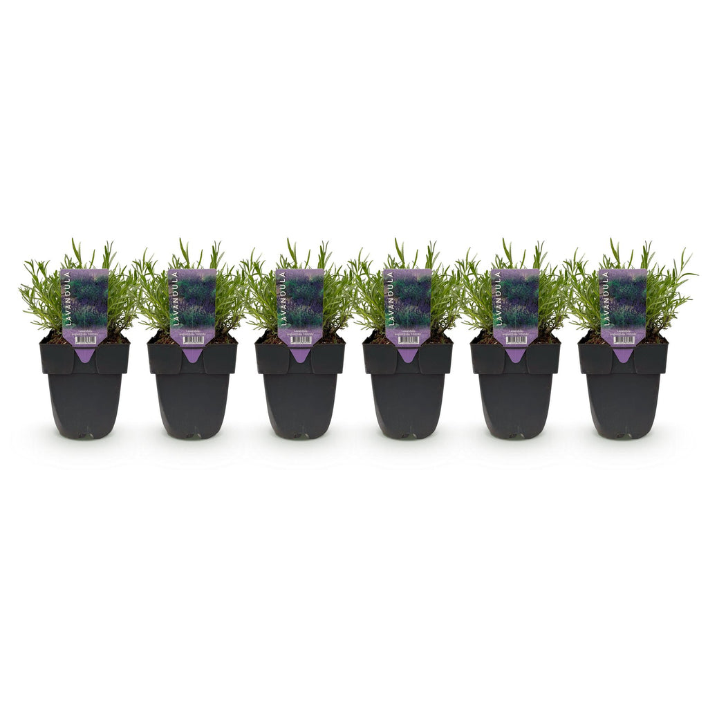 Lavandula angustifolia 'Hidcote' (grey foliage) – 6 plants, Ø17 cm, 30 cm high – photo 2