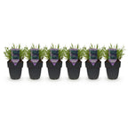Lavandula angustifolia 'Hidcote' (grey foliage) – 6 plants, Ø17 cm, 30 cm high
