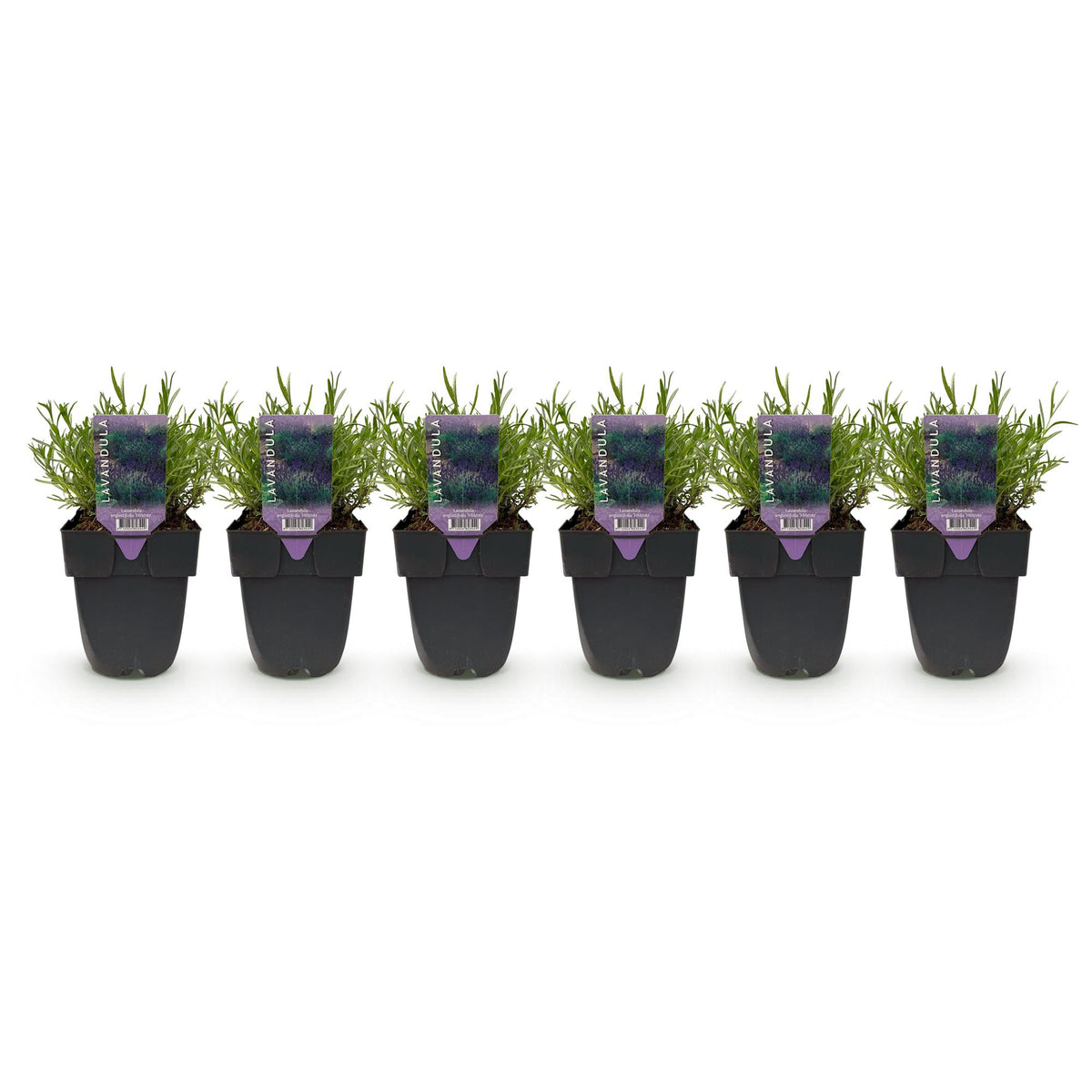 Lavandula angustifolia 'Hidcote' (blad grijs) – 6 planten, Ø17 cm, 30 cm hoog