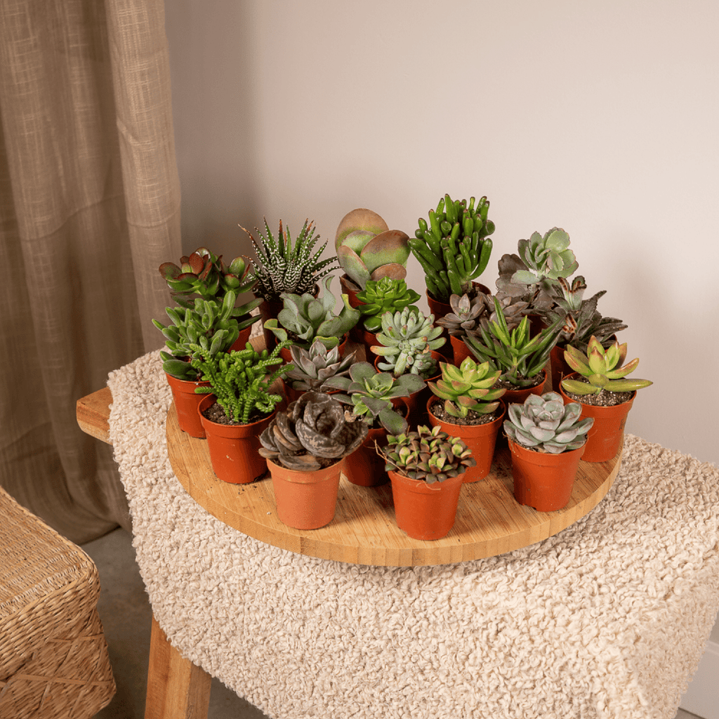 20× Vetplanten – Ø6 cm, 7 cm hoog – foto 2