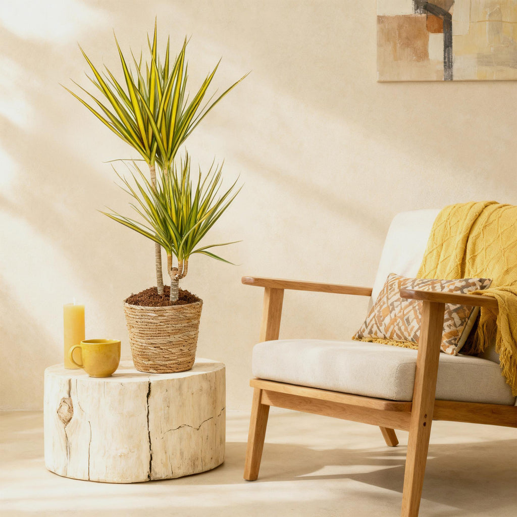 Dracaena Sunray (Drachenbaum) – Ø 21 cm, 90–100 cm hoch