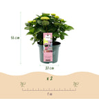 Hydrangea 'Magical Revolution Pink' – 2 plants, Ø23 cm, 55 cm high