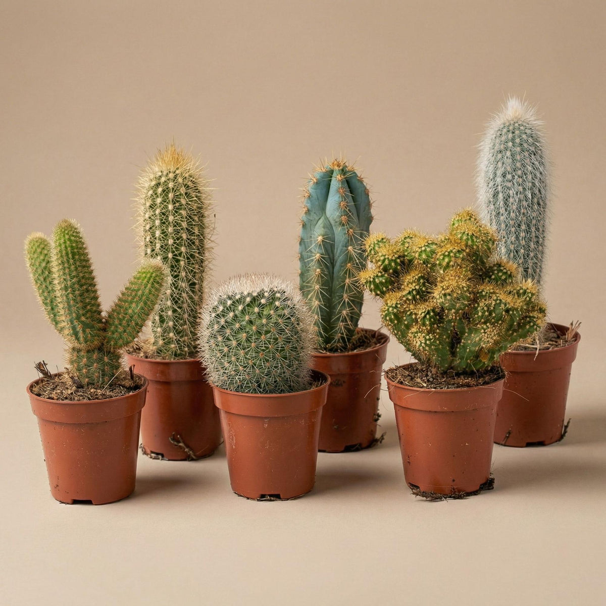 Lot de 6 cactus en mini-pots en céramique Madrid – Ø 6 cm, 8–12 cm de haut
