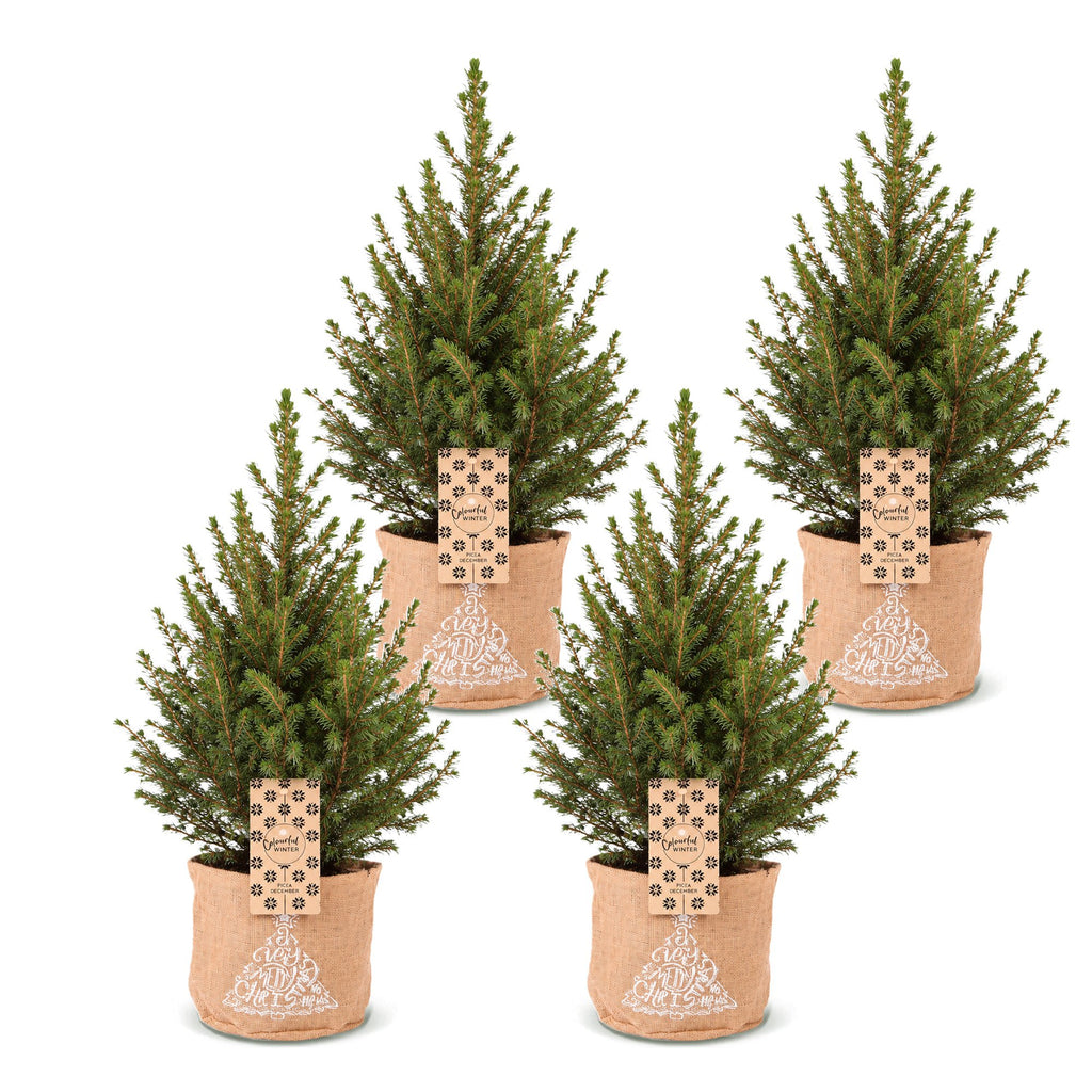4× Picea glauca Conica (kerstboompje) in jute zak – Ø17 cm, 65 cm hoog