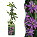 Passiflora 'Lavender Lady' (passiebloem) – paars – 4 planten, Ø9 cm, 35 cm hoog