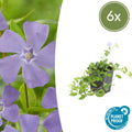 Vinca minor 'La Grave' (bigleaf periwinkle) – 6 plants, Ø9 cm, 10–25 cm high