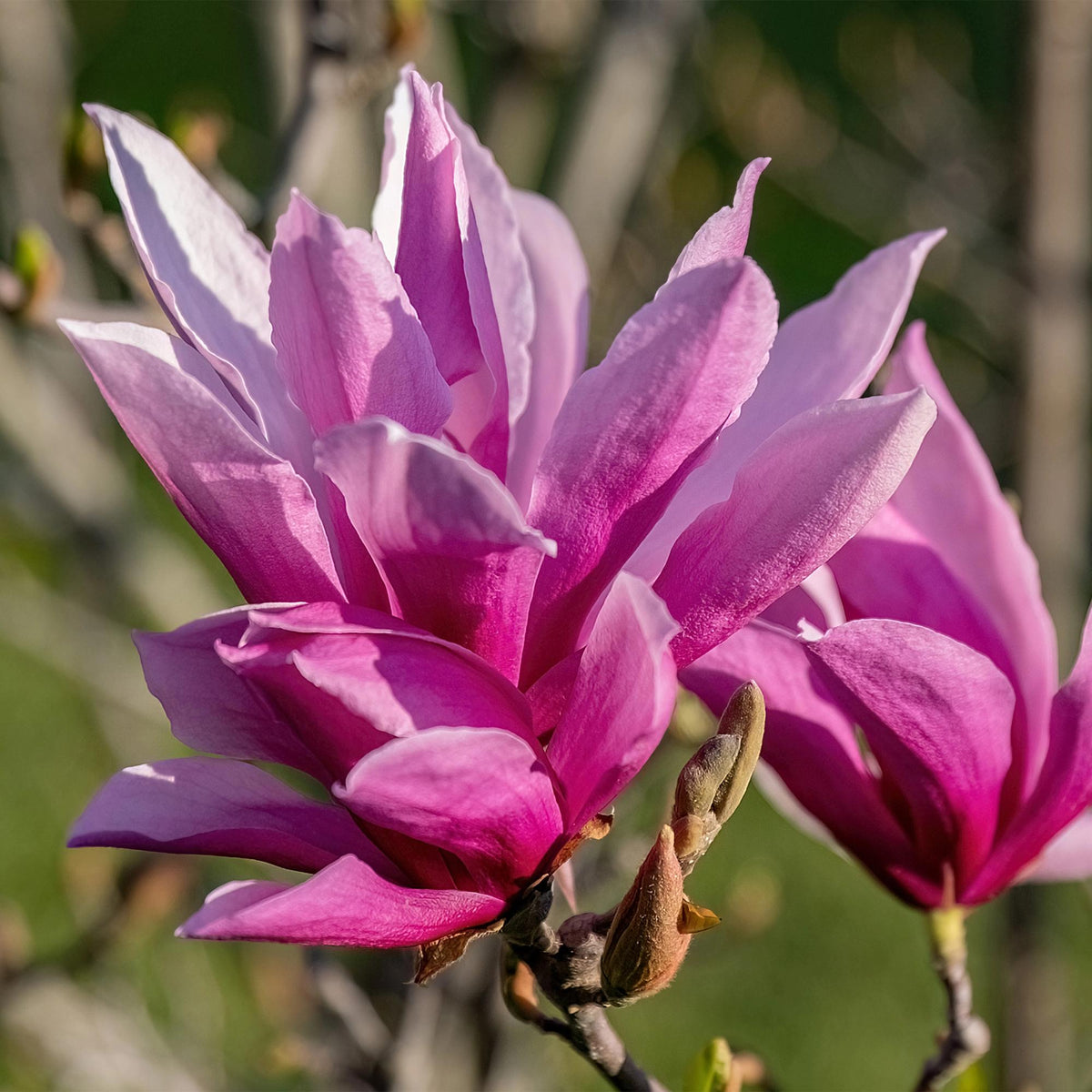 Magnolia liliiflora 'Nigra' – violett – Ø 12 cm, 30 cm hoch – Bild 4