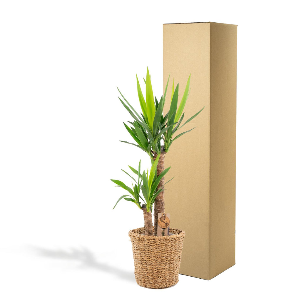 Yucca med kurv – Ø21 cm