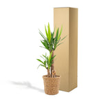 Yucca med kurv – Ø21 cm