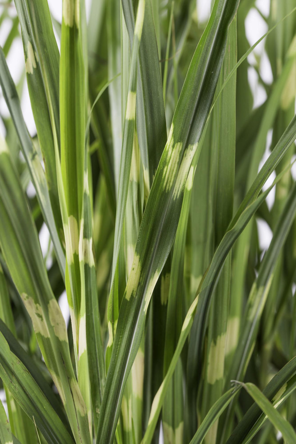 Miscanthus sinensis 'Strictus' (Japanisches Silbergras) – Ø 23 cm, 60 cm hoch – Bild 5