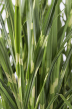 Miscanthus sinensis 'Strictus' (Japanisches Silbergras) – Ø 23 cm, 60 cm hoch