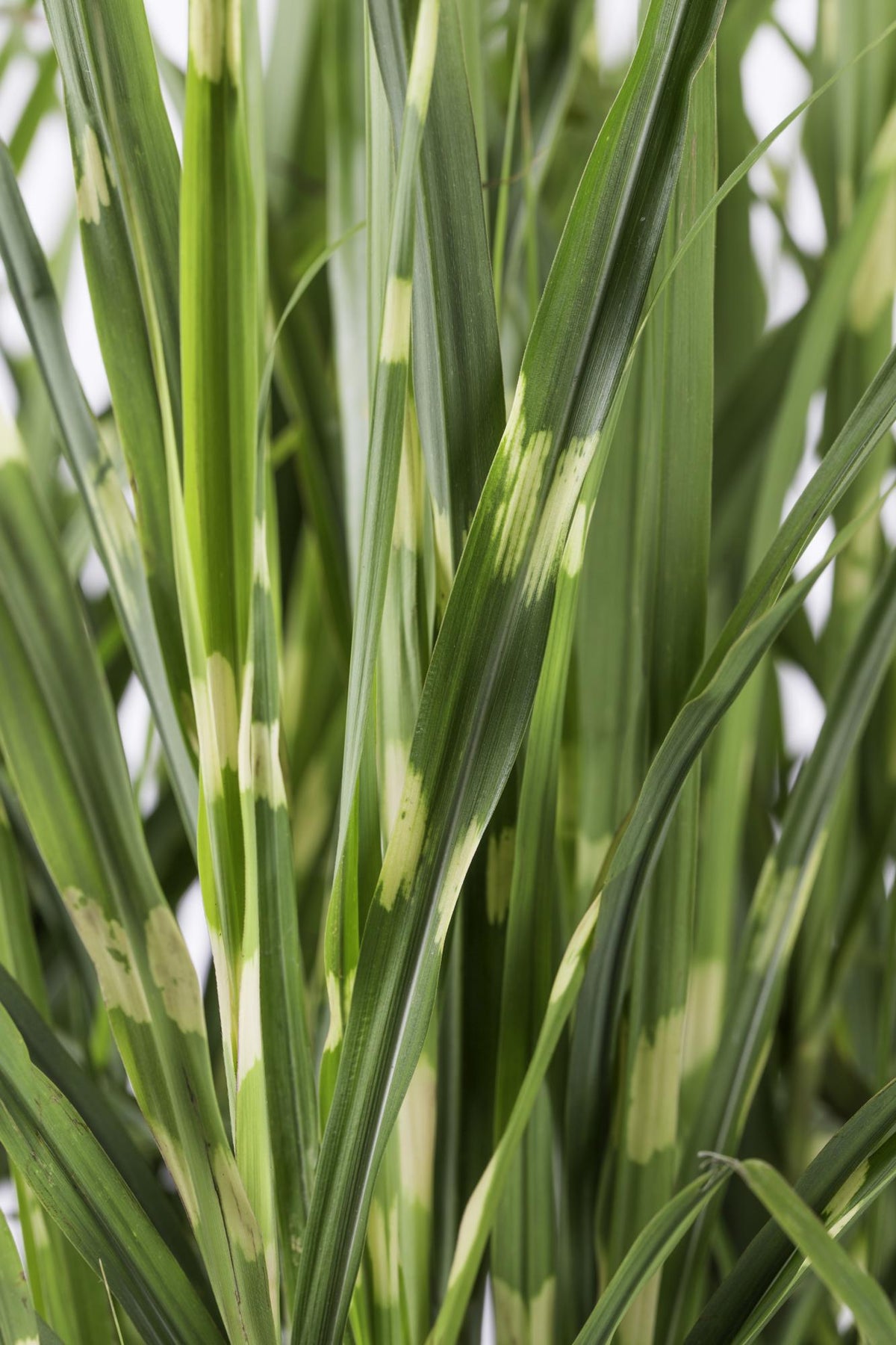 Miscanthus sinensis 'Strictus' (Japanisches Silbergras) – Ø 23 cm, 60 cm hoch – Bild 5