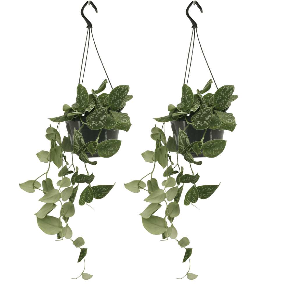 2× Scindapsus pictus (Epipremnum) – Ø15 cm, 20 cm høj