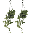 2× Scindapsus pictus (Epipremnum) – Ø15 cm, 20 cm høj