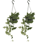 2× Scindapsus pictus (Epipremnum) – Ø15 cm, 20 cm høj