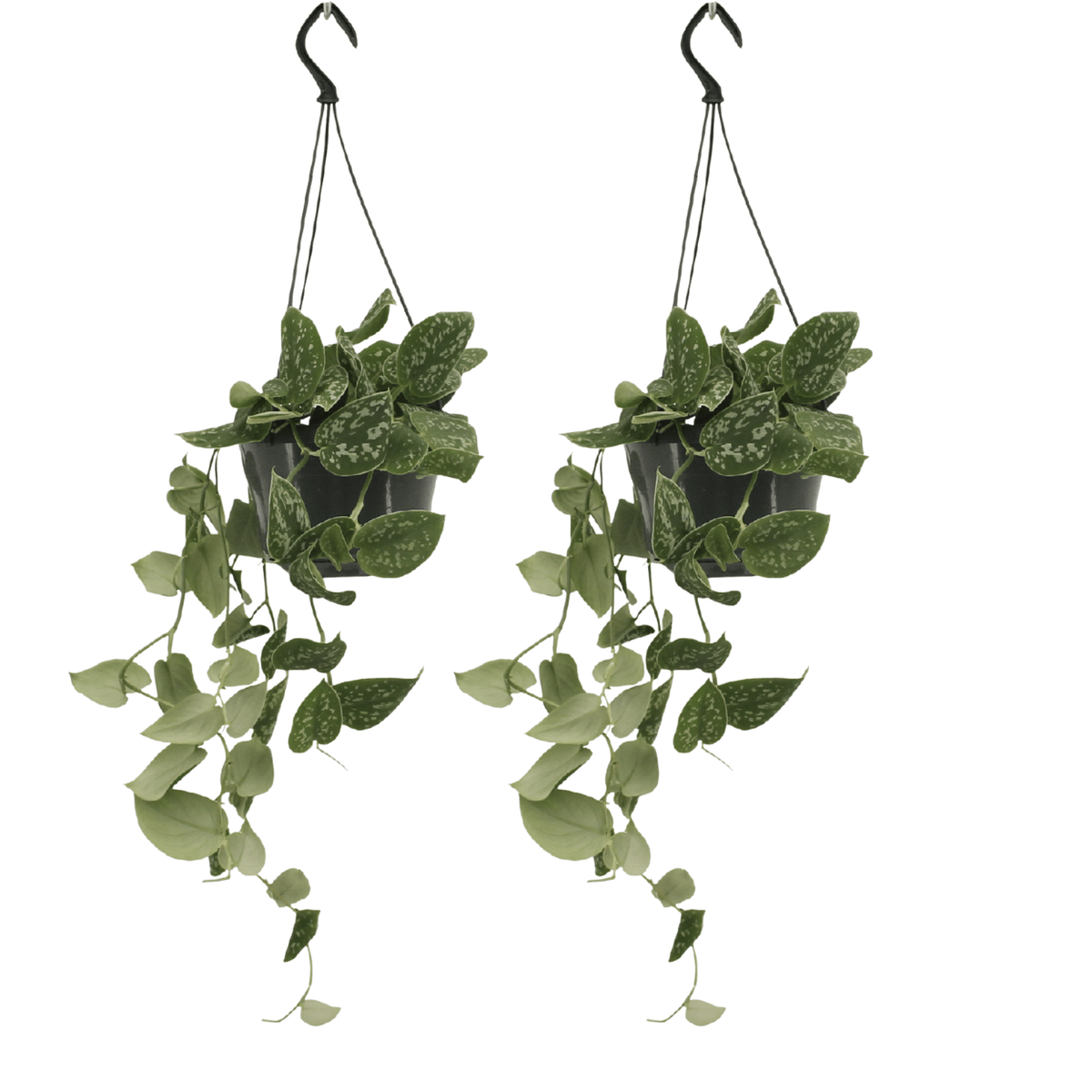 2× Scindapsus pictus (Epipremnum) – Ø15 cm, 20 cm høj