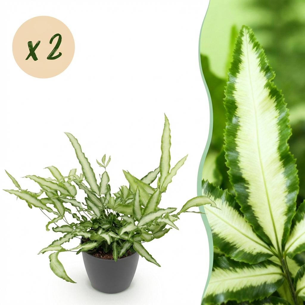 2× Pteris cretica Albolineata (bregnen Pteris) i grå Potter-pyntepotte – Ø12 cm, 20 cm høj