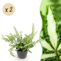 2× Pteris cretica Albolineata (bregnen Pteris) i grå Potter-pyntepotte – Ø12 cm, 20 cm høj